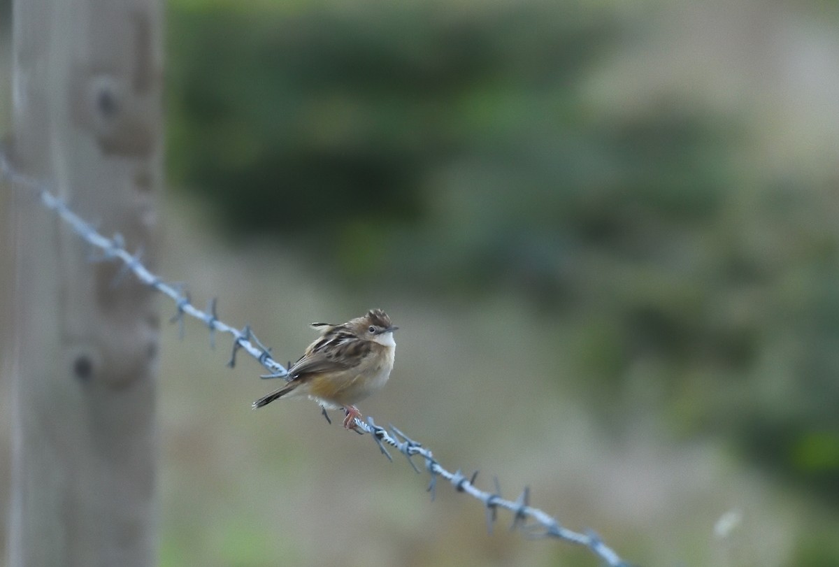 Zitting Cisticola - Paul  van Pelt