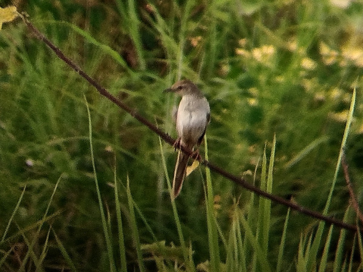 vippestjertsanger - ML617823899