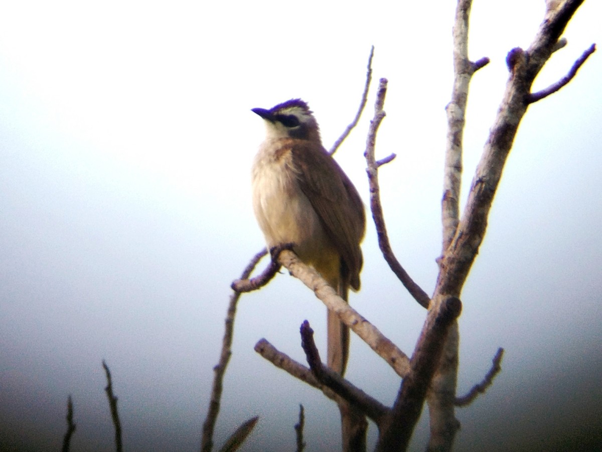 gulgumpbylbyl - ML617823920