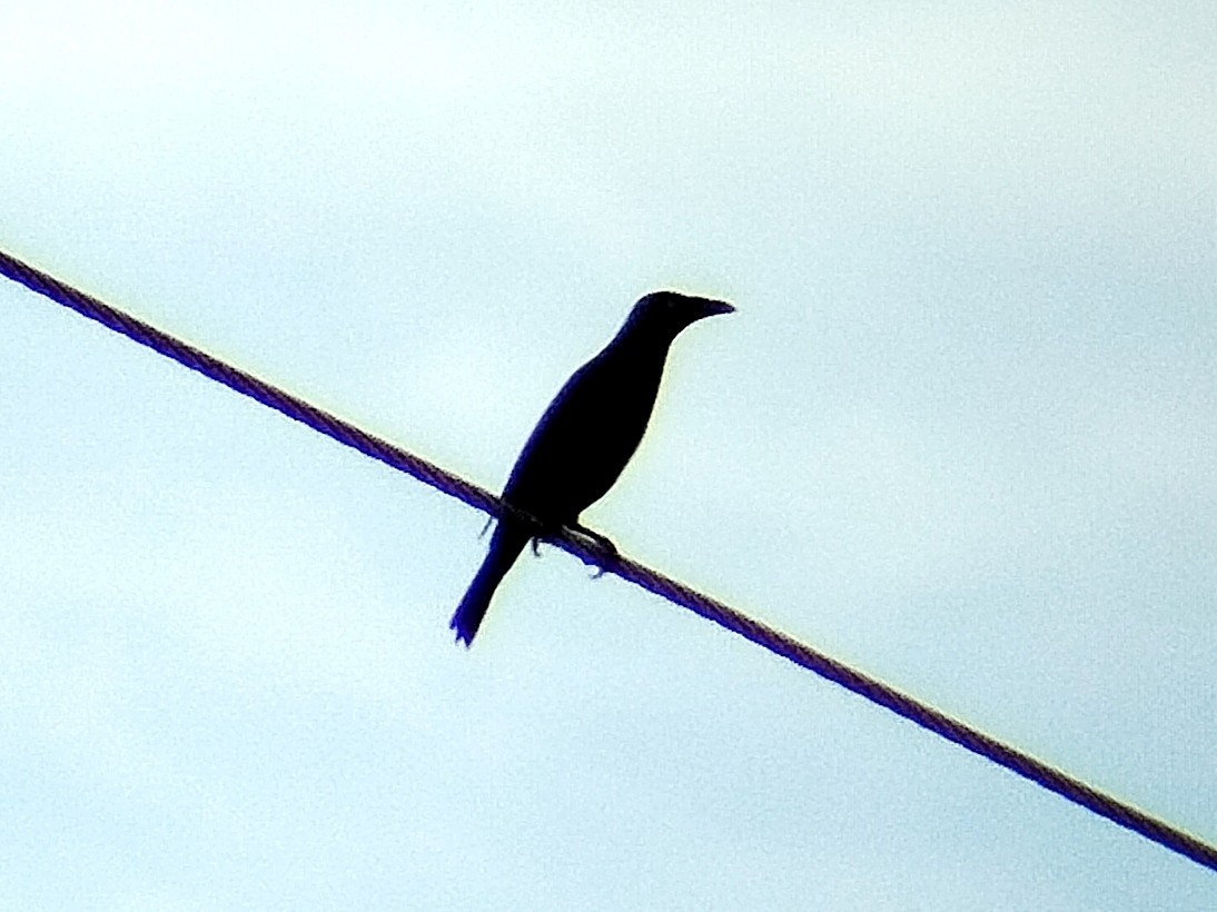 orientstær - ML617823932