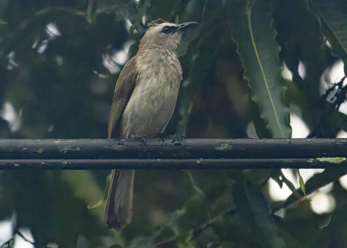 Yellow-vented Bulbul - ML617823940