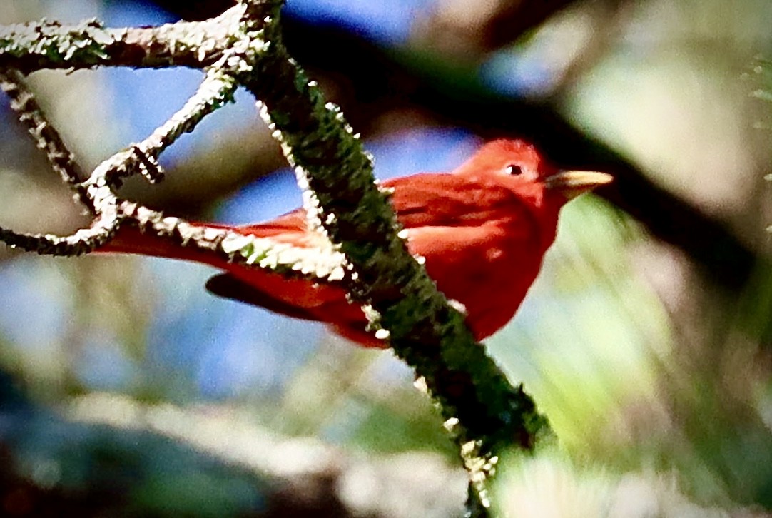 Summer Tanager - ML617823945