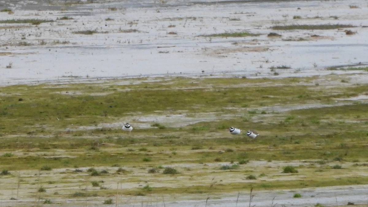 Little Ringed Plover - Andy  Woodward