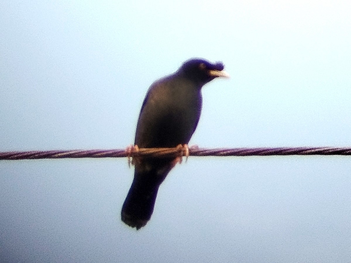 krøllstær - ML617823971