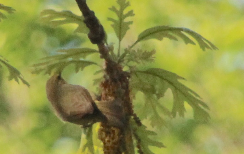 Orange-crowned Warbler - ML617823973
