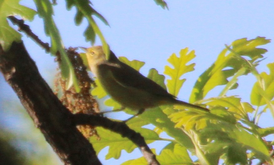 Orange-crowned Warbler - ML617823974