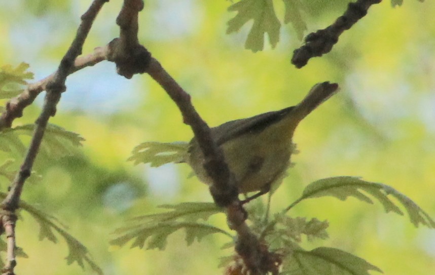 Orange-crowned Warbler - ML617823975
