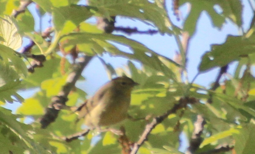 Orange-crowned Warbler - ML617823976