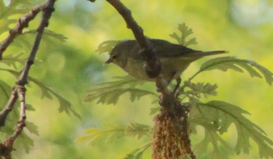 Orange-crowned Warbler - ML617823977