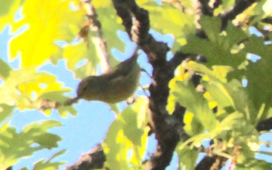 Orange-crowned Warbler - ML617823978