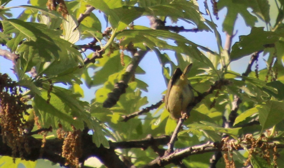 Orange-crowned Warbler - ML617823979