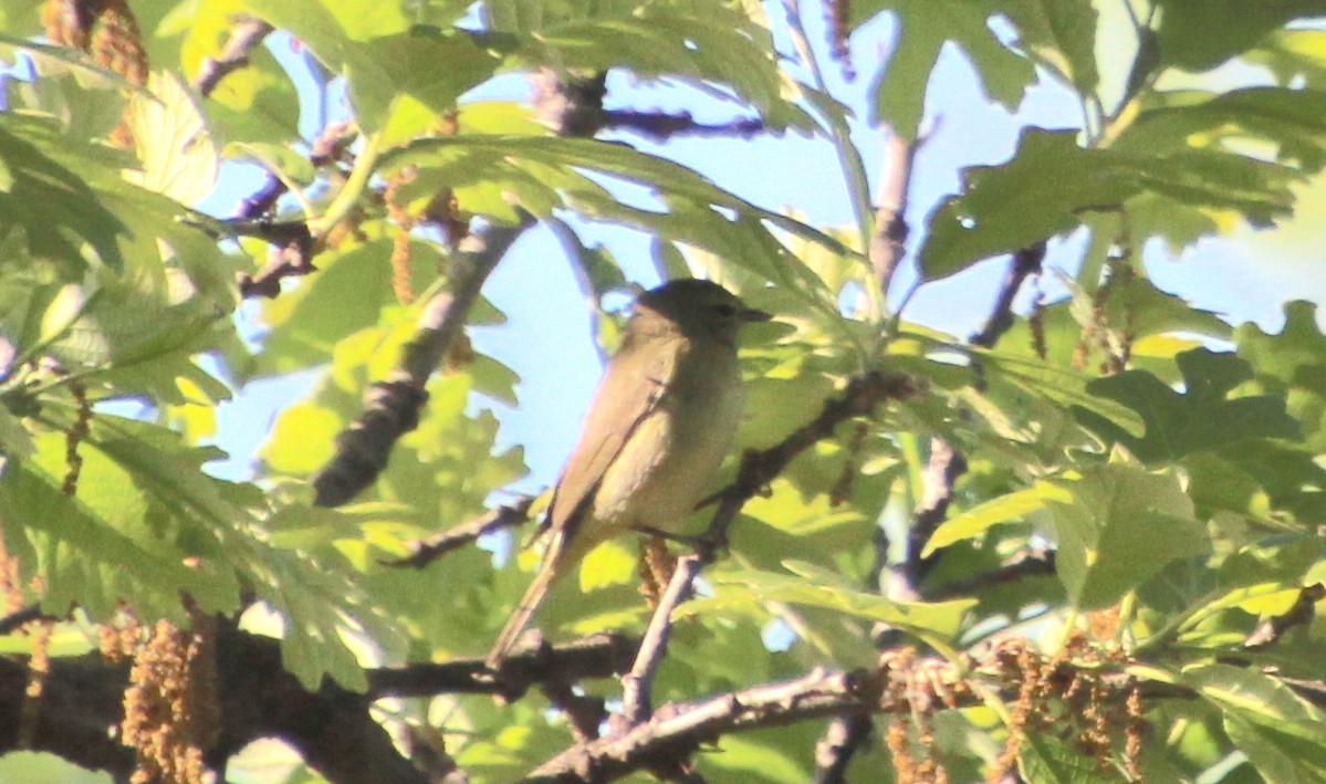 Orange-crowned Warbler - ML617823980