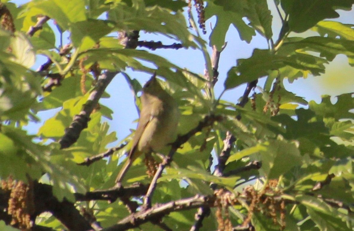 Orange-crowned Warbler - ML617823981