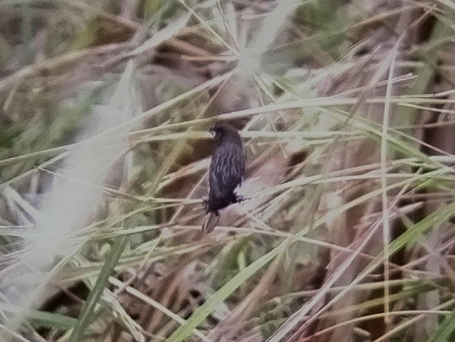 hvitbuknonne - ML617823984