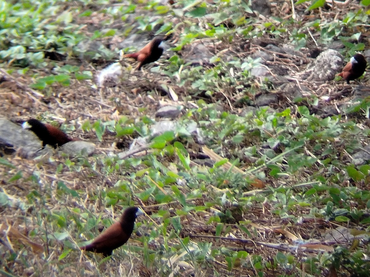 kastanjenonne (atricapilla gr.) - ML617823991