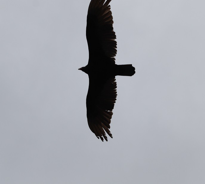 Turkey Vulture - A. Gary Reid