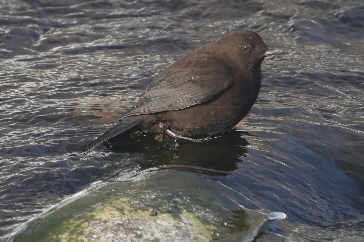 Brown Dipper - ML617824029