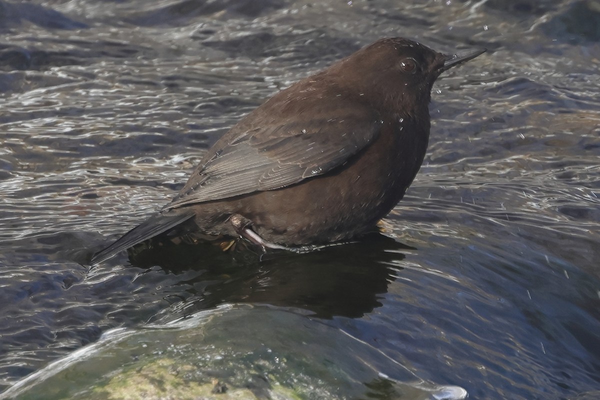 Brown Dipper - ML617824030