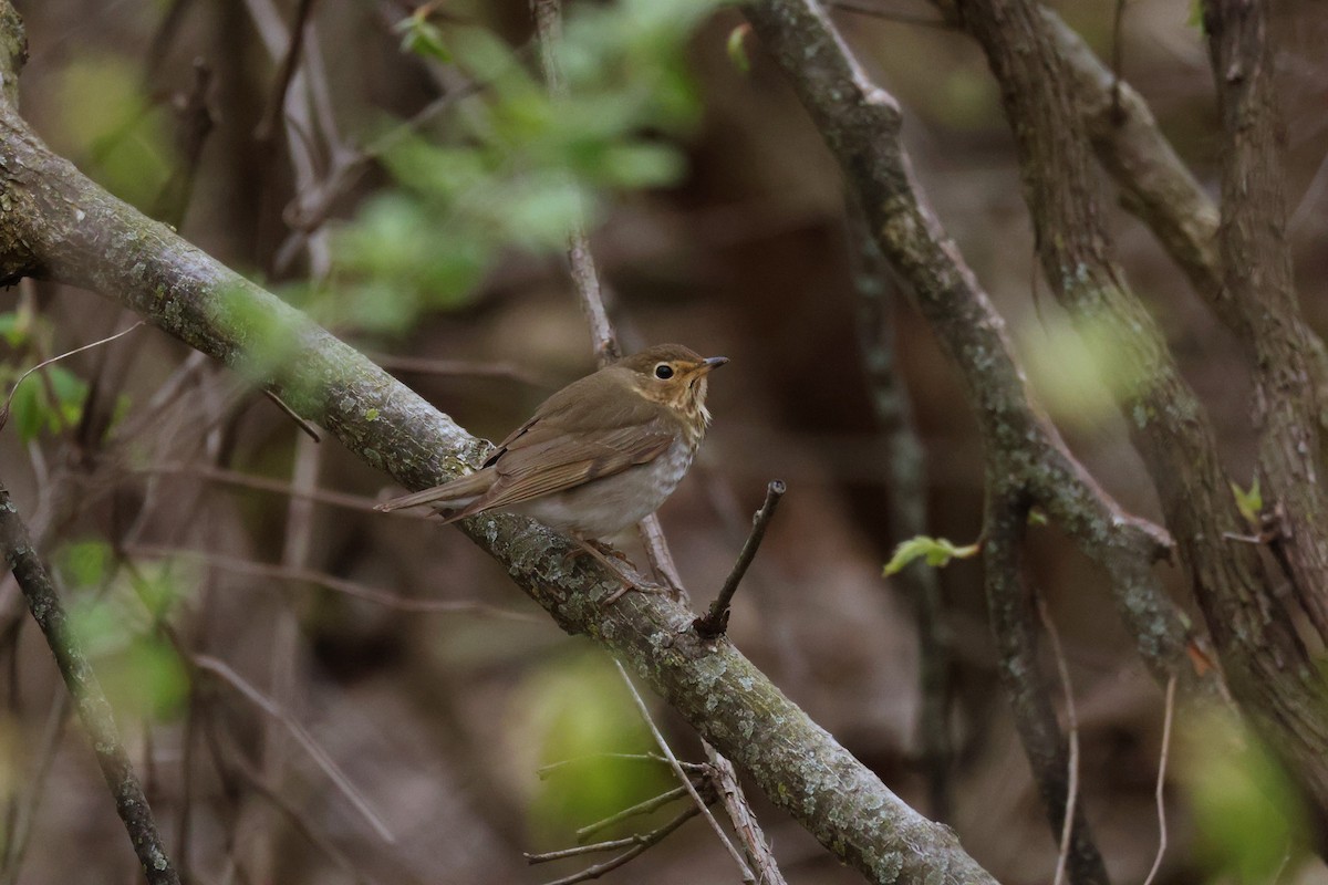 Swainson's Thrush - ML617824031