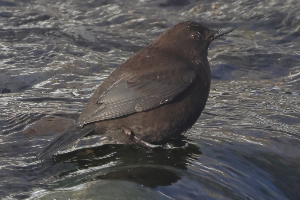 Brown Dipper - ML617824032