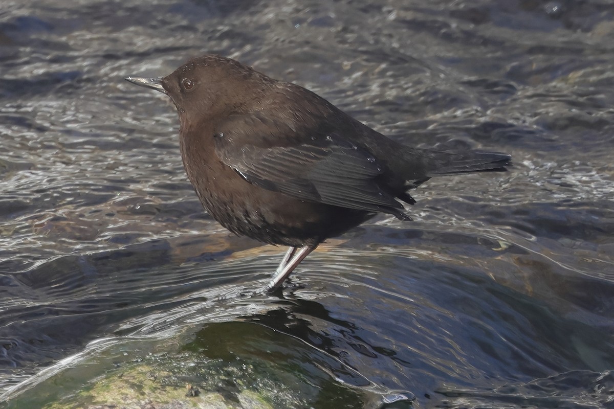 Brown Dipper - ML617824034