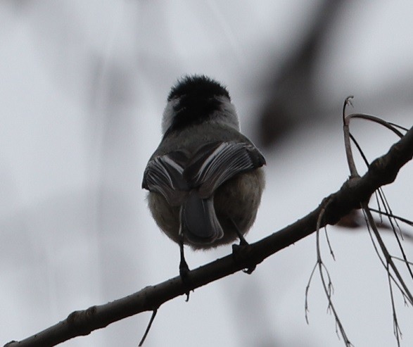 Black-capped Chickadee - A. Gary Reid