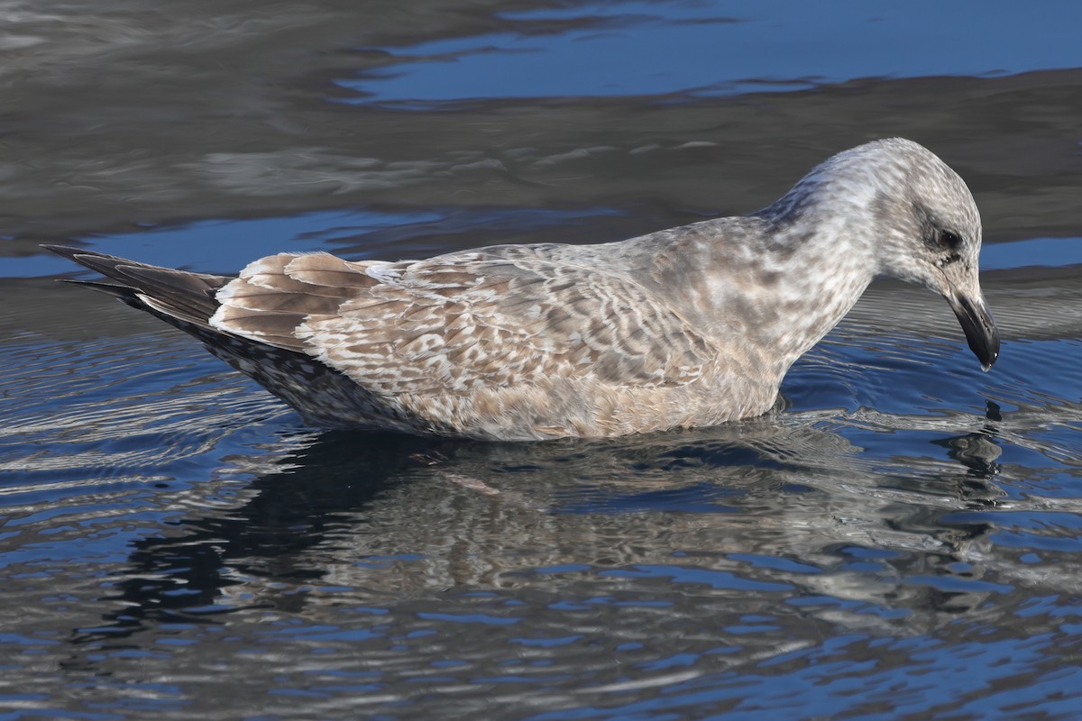 Gaviota de Kamchatka - ML617824080