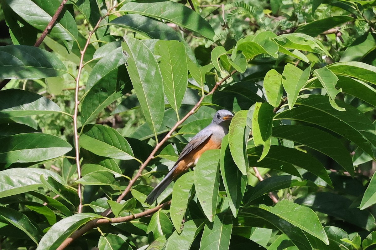 Island Monarch - ML617824092