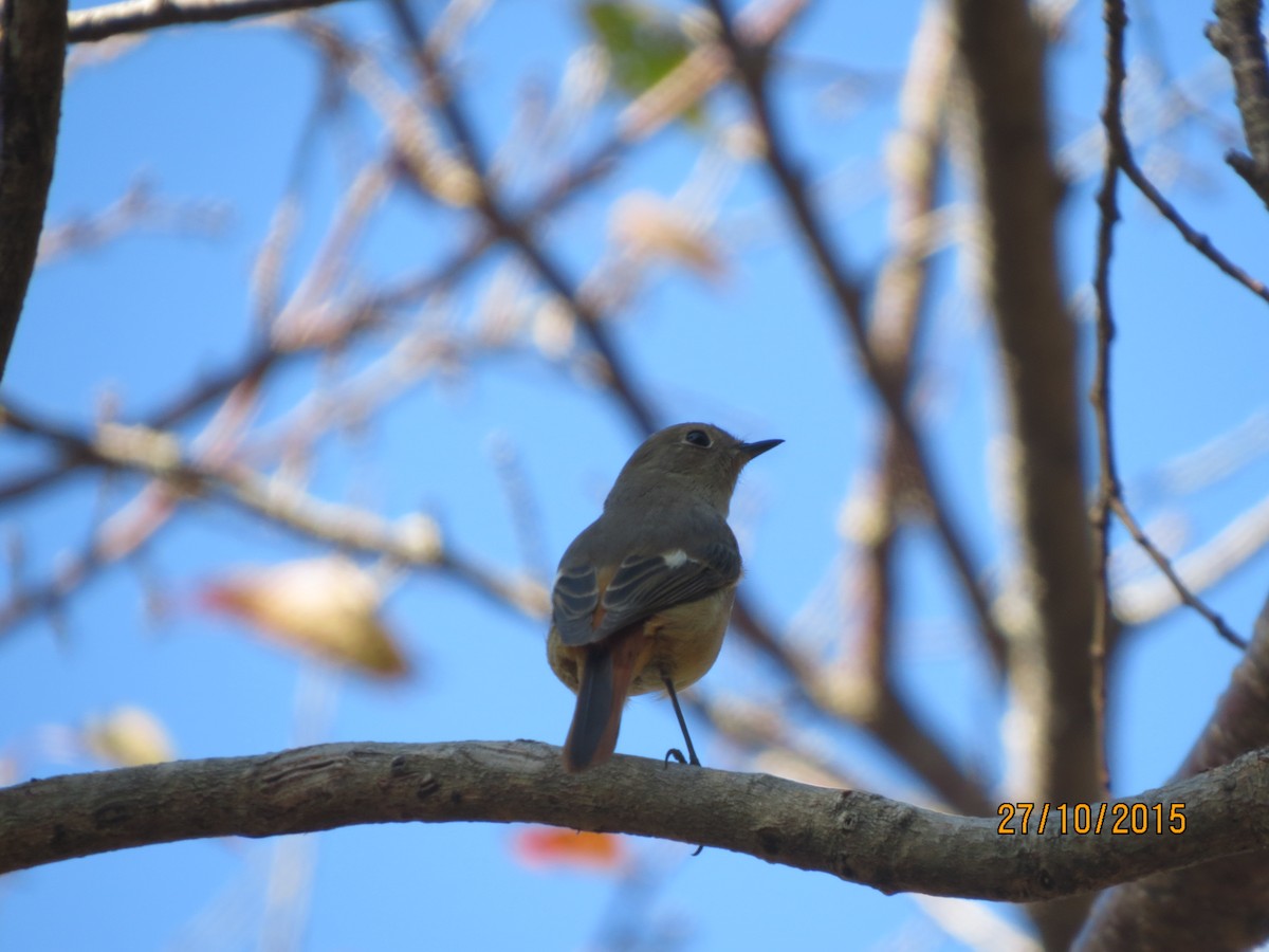 Daurian Redstart - Hitomi Ward