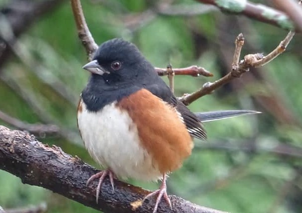 Eastern Towhee - ML617824099