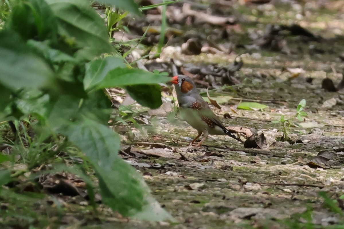 Zebra Finch - 瑞珍 楊