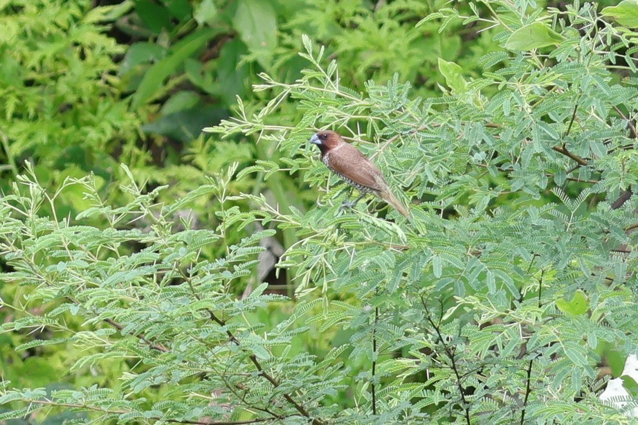 Scaly-breasted Munia - ML617824110
