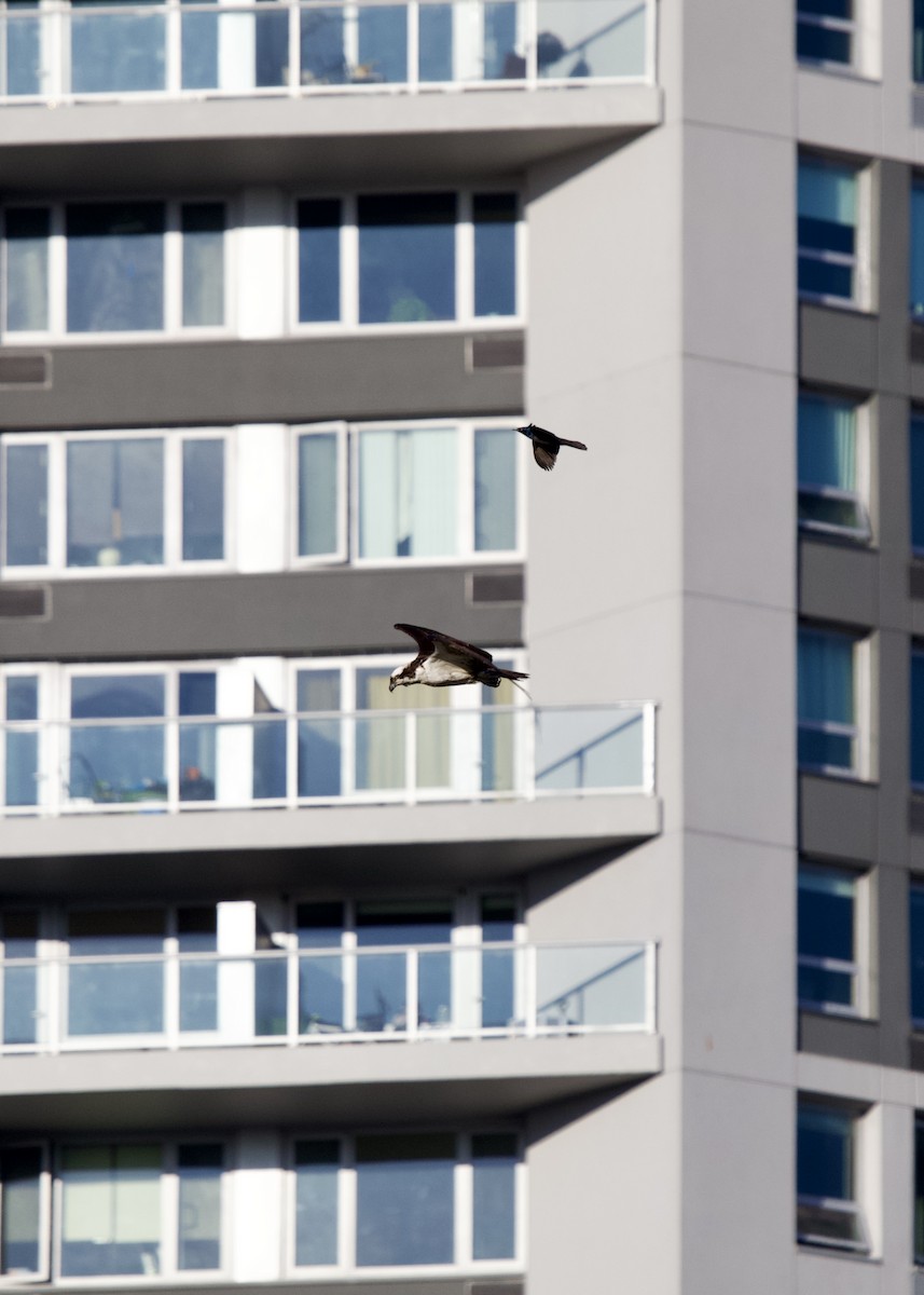 Загасч явлаг - ML617824119