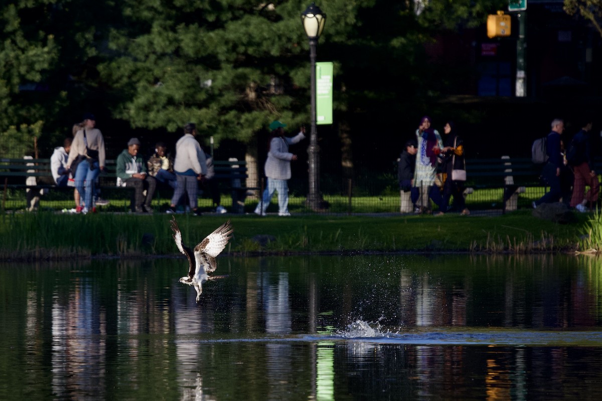 Загасч явлаг - ML617824120