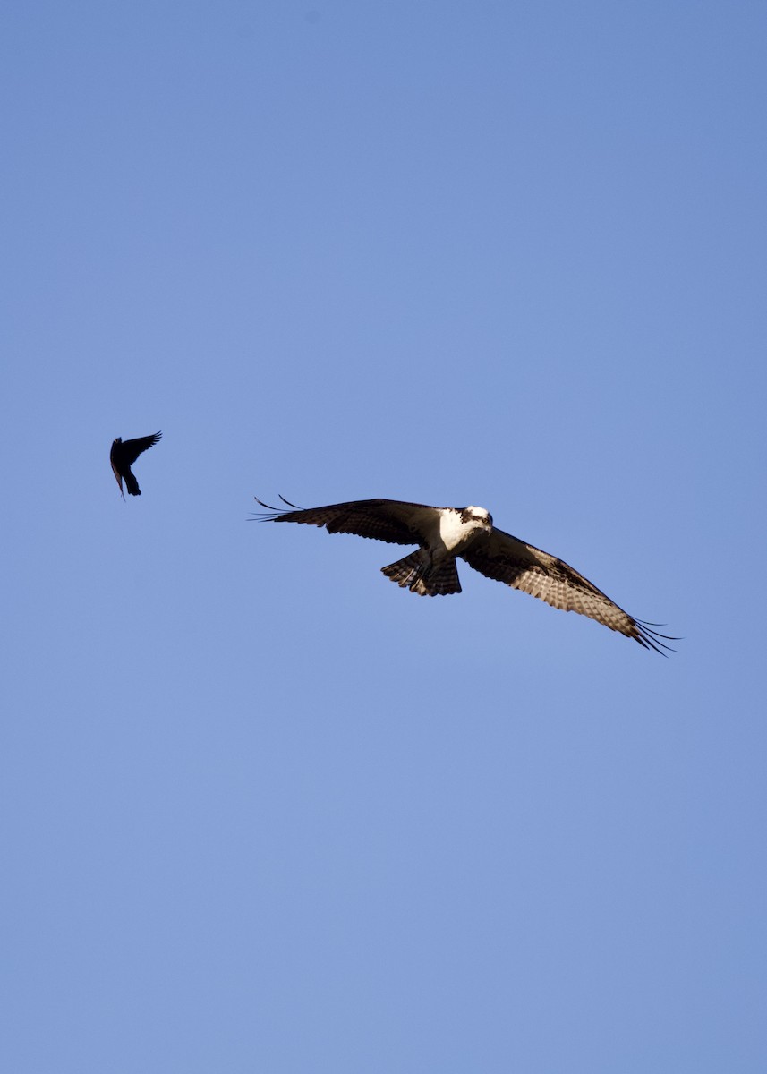 Загасч явлаг - ML617824121