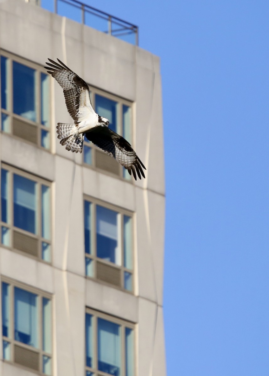 Загасч явлаг - ML617824122