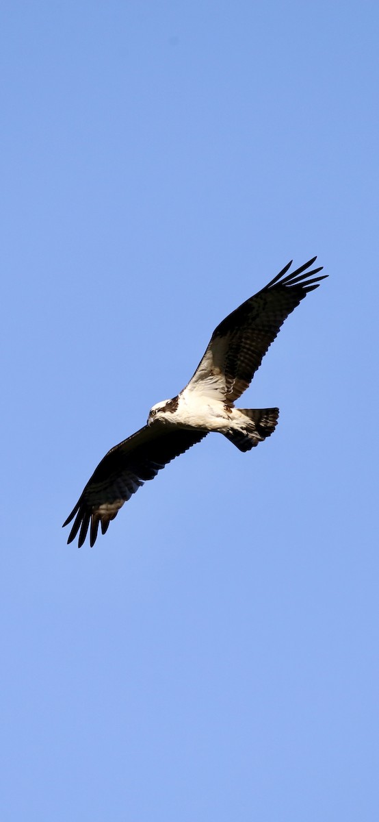 Загасч явлаг - ML617824123