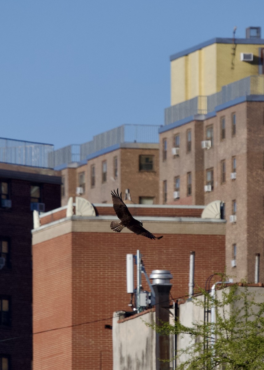 fiskeørn - ML617824125