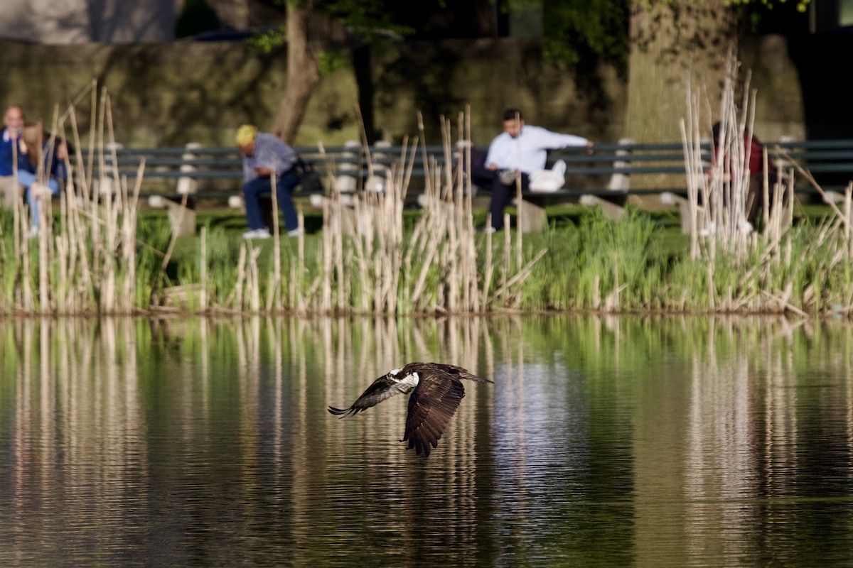 Osprey - ML617824127