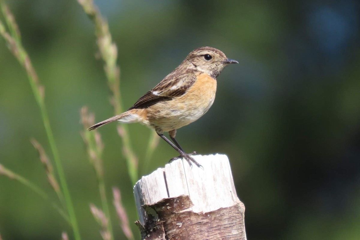 European Stonechat - ML617824130