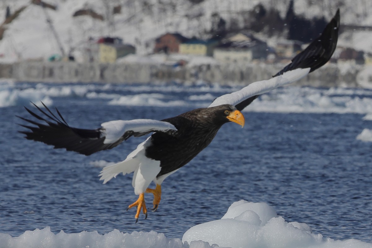 Steller's Sea-Eagle - Fabio Olmos