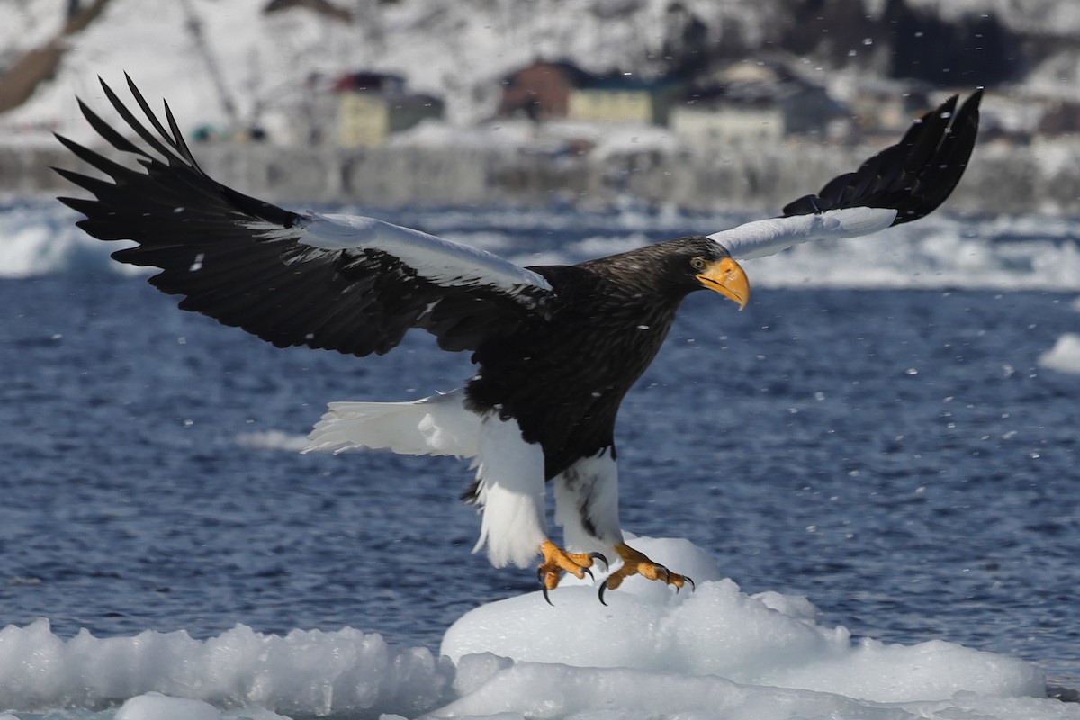 Steller's Sea-Eagle - Fabio Olmos