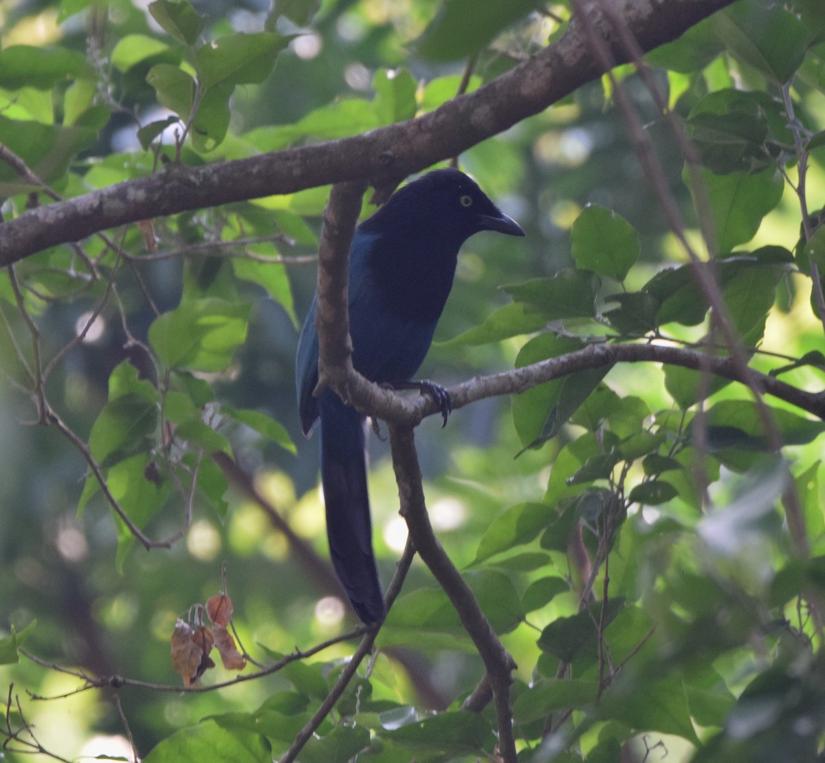 Bushy-crested Jay - Zuly Escobedo / Osberto Pineda