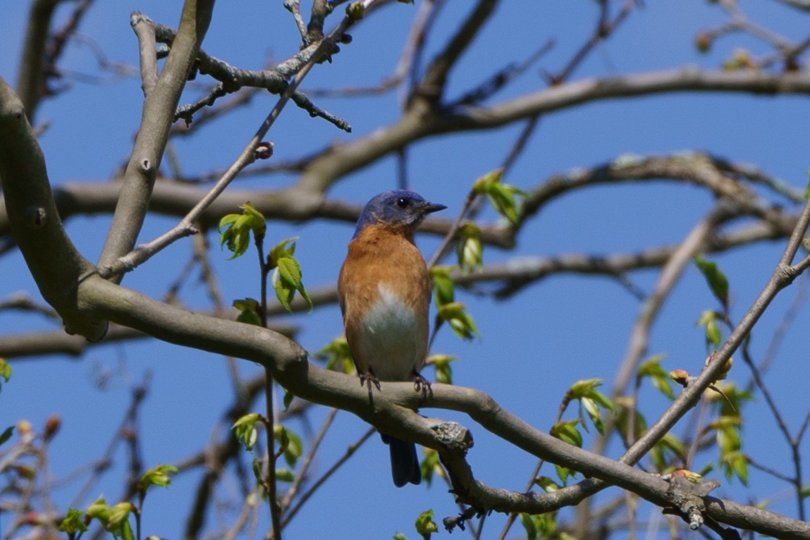 Eastern Bluebird - ML617824229