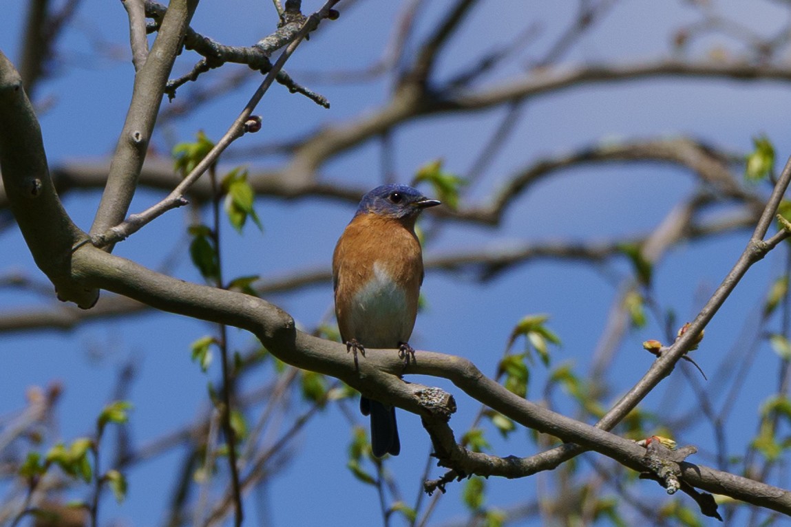 Eastern Bluebird - ML617824230