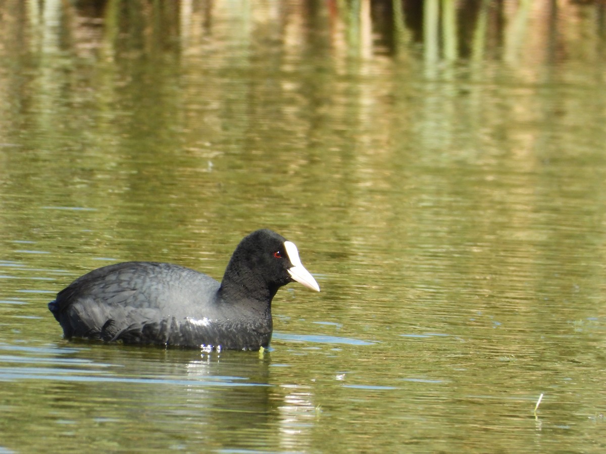 Eurasian Coot - ML617824234