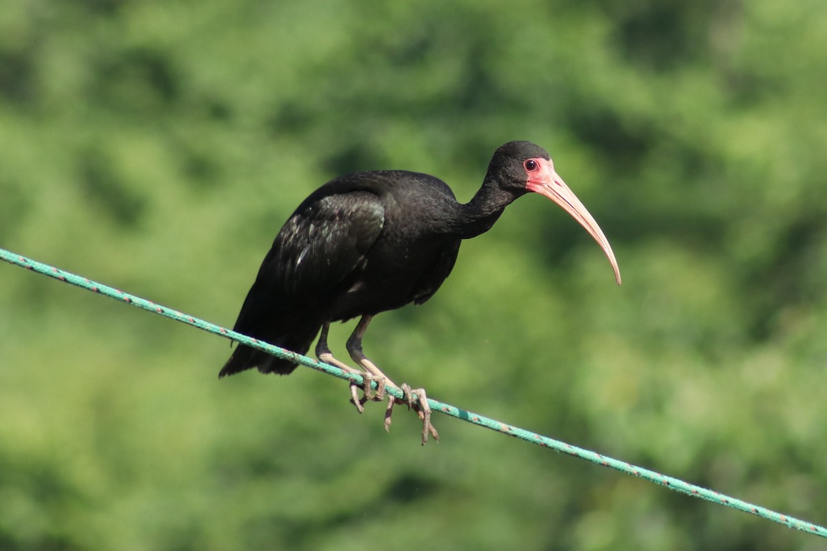 Bare-faced Ibis - ML617824242