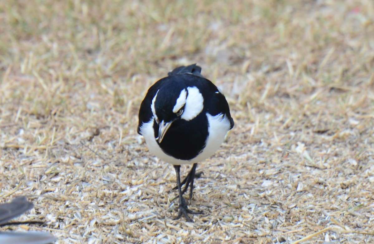 Magpie-lark - ML617824275