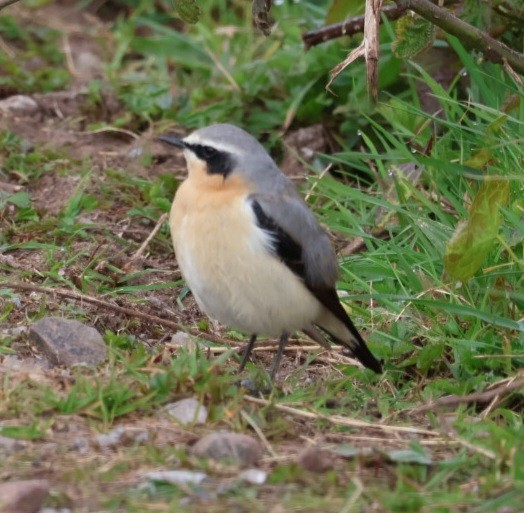 Northern Wheatear - ML617824279