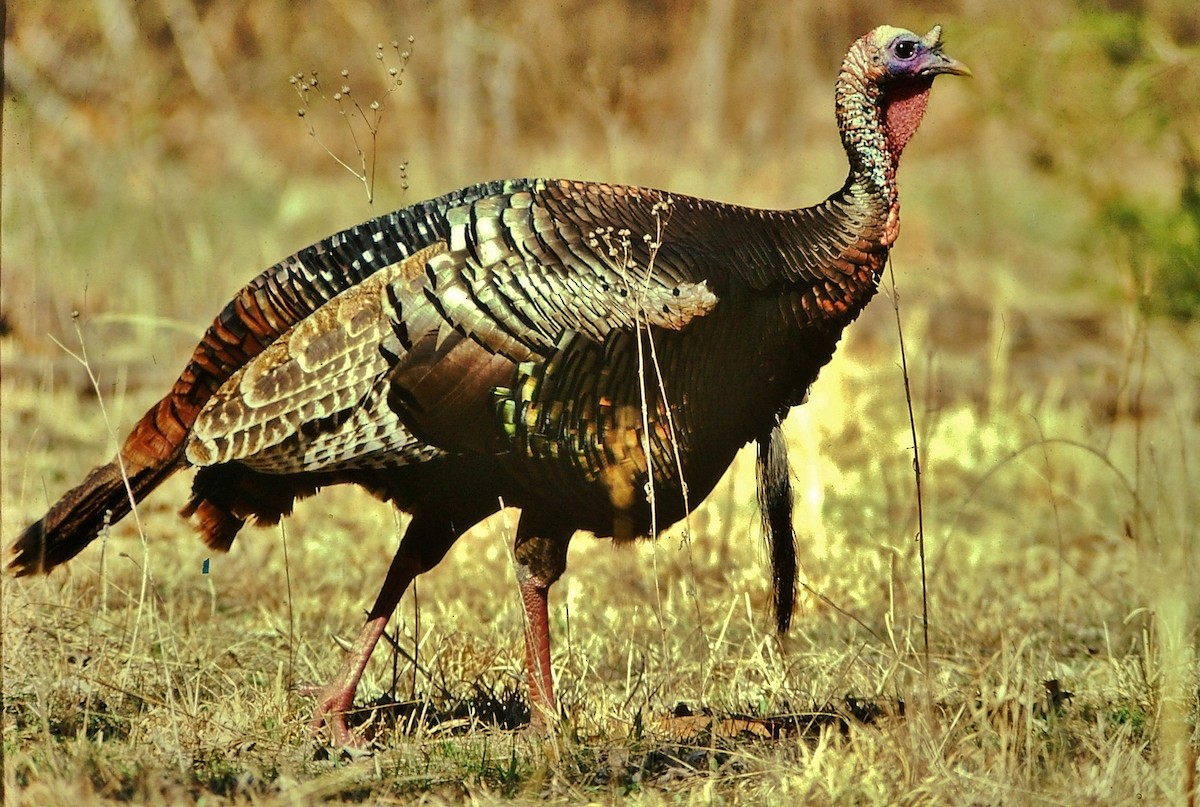 Wild Turkey - ML617824297